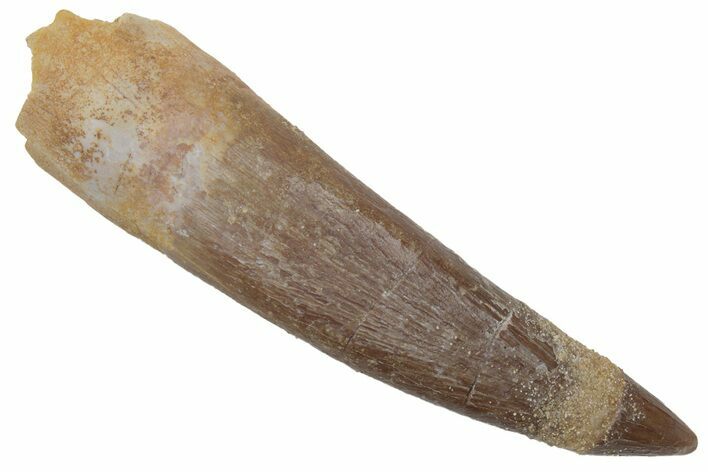 Fossil Plesiosaur (Zarafasaura) Tooth - Morocco #215855